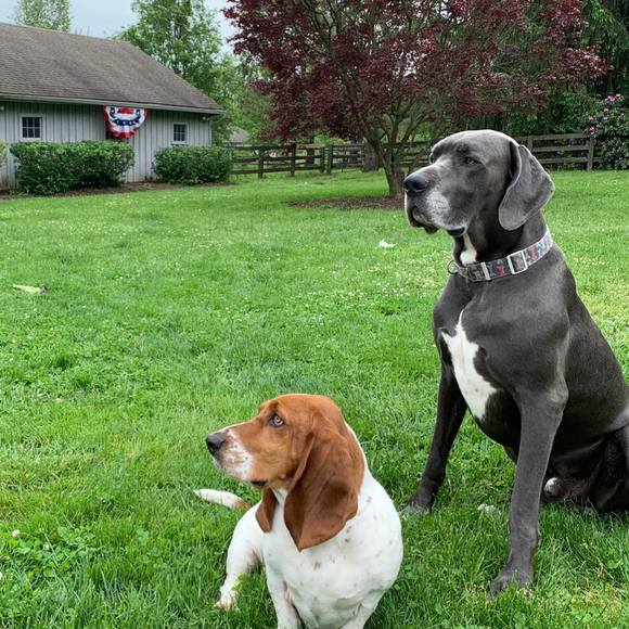 Meet your Posher, David - Picture 1 of 1